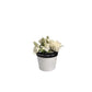 PRE-ORDER ONLY - Mini Flowers for You Pot / Box